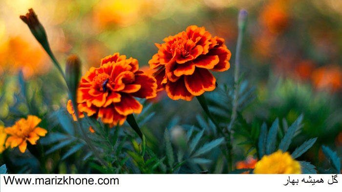 Calendula officinalis L,همیشه بهار,گل همیشه بهار,Compositae,marigold,pot marigold,Calendolon,مريض خونه74321,وبسايت تخصصي اطلاعات پزشکي مريض خونه,marizkhone,Www.marizkhone (4)