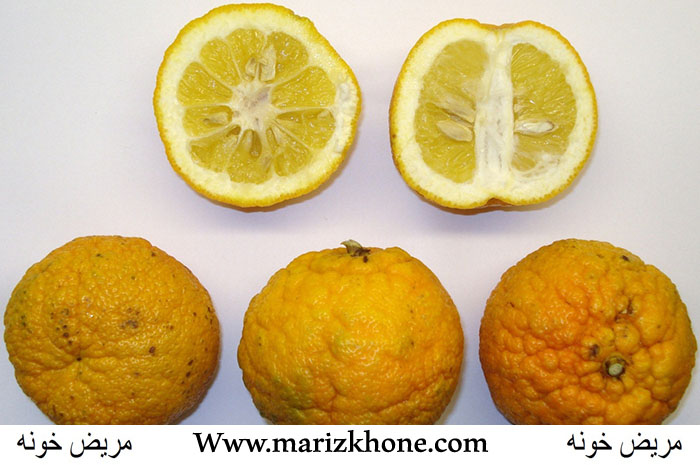 Citrus,aurantium,نارنج,Rutaceae,orange,Bitter,Bitter orange,نارنج , نارنگ,مريض خونه,درمان بيماري,گياه دارويي نارنج,'گياهان دارويي,درمان,marizkhone,Www.marizkhone (3)