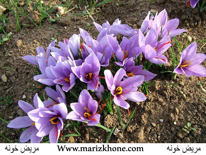 Cvocus sativus,Iriaceae,Crocus,Saffron,زعفران,قرص روکش دار,مریض خونه1234,marizkhone,Www.marizkhone.com,معرق ، خلط آور ، افزاینده قوای جنسی ، (3)
