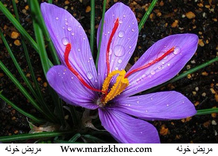 Cvocus sativus,Iriaceae,Crocus,Saffron,زعفران,قرص روکش دار,مریض خونه1234,marizkhone,Www.marizkhone.com,معرق ، خلط آور ، افزاینده قوای جنسی ، (5)