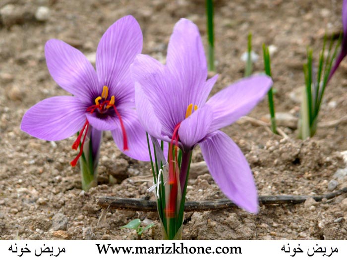 Cvocus sativus,Iriaceae,Crocus,Saffron,زعفران,قرص روکش دار,مریض خونه1234,marizkhone,Www.marizkhone.com,معرق ، خلط آور ، افزاینده قوای جنسی ، (6)